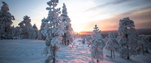 Preview wallpaper sunset, trees, snow, winter