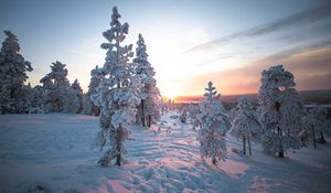 Preview wallpaper sunset, trees, snow, winter