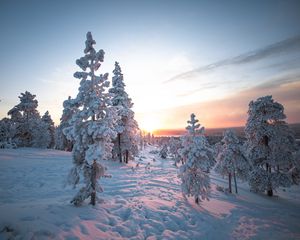 Preview wallpaper sunset, trees, snow, winter