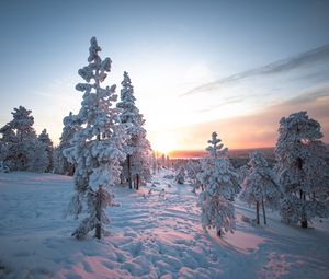 Preview wallpaper sunset, trees, snow, winter