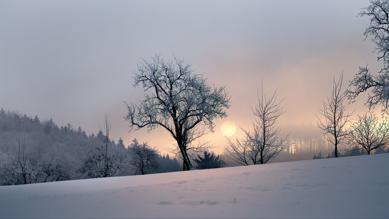 Wallpaper sunset, trees, snow, winter, evening, nature