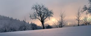 Preview wallpaper sunset, trees, snow, winter, evening, nature