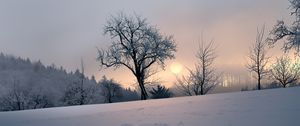 Preview wallpaper sunset, trees, snow, winter, evening, nature