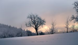 Preview wallpaper sunset, trees, snow, winter, evening, nature