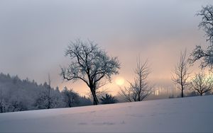 Preview wallpaper sunset, trees, snow, winter, evening, nature