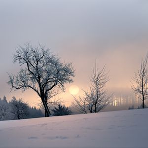 Preview wallpaper sunset, trees, snow, winter, evening, nature