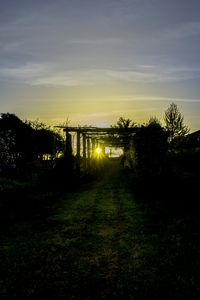 Preview wallpaper sunset, vineyard, grass, sunlight