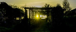 Preview wallpaper sunset, vineyard, grass, sunlight