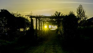 Preview wallpaper sunset, vineyard, grass, sunlight