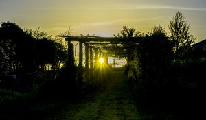 Preview wallpaper sunset, vineyard, grass, sunlight