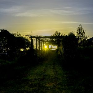 Preview wallpaper sunset, vineyard, grass, sunlight