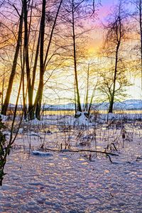 Preview wallpaper sunset, winter, snow, ice, trees, nature