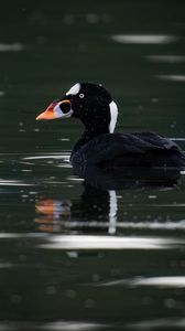 Preview wallpaper surf scoter, duck, bird, pond, wildlife