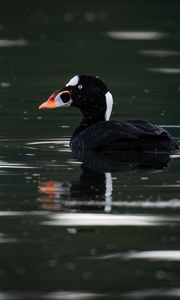 Preview wallpaper surf scoter, duck, bird, pond, wildlife