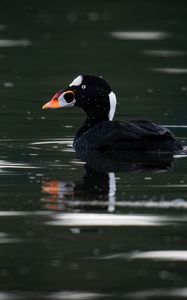 Preview wallpaper surf scoter, duck, bird, pond, wildlife