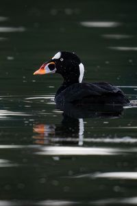 Preview wallpaper surf scoter, duck, bird, pond, wildlife