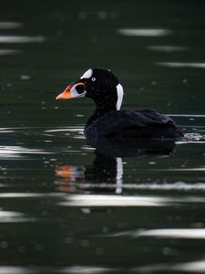 Preview wallpaper surf scoter, duck, bird, pond, wildlife