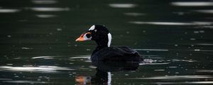 Preview wallpaper surf scoter, duck, bird, pond, wildlife