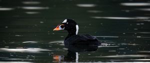 Preview wallpaper surf scoter, duck, bird, pond, wildlife