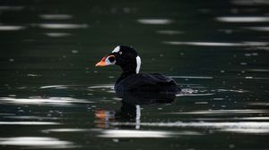 Preview wallpaper surf scoter, duck, bird, pond, wildlife