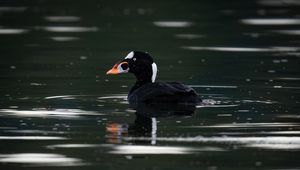 Preview wallpaper surf scoter, duck, bird, pond, wildlife