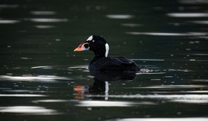 Preview wallpaper surf scoter, duck, bird, pond, wildlife