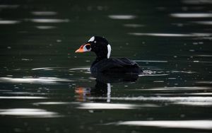 Preview wallpaper surf scoter, duck, bird, pond, wildlife