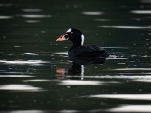 Preview wallpaper surf scoter, duck, bird, pond, wildlife