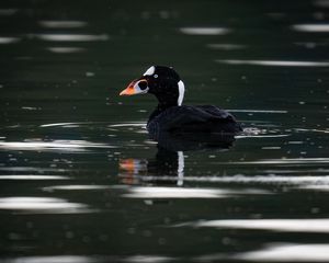 Preview wallpaper surf scoter, duck, bird, pond, wildlife