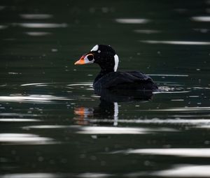 Preview wallpaper surf scoter, duck, bird, pond, wildlife