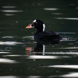 Preview wallpaper surf scoter, duck, bird, pond, wildlife