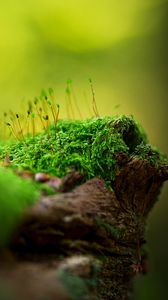 Preview wallpaper surface, grass, moss, light, shadow