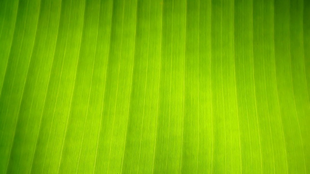 Wallpaper surface, leaf, stripes, shade