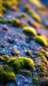 Preview wallpaper surface, moss, grass, close-up