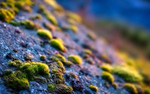 Preview wallpaper surface, moss, grass, close-up