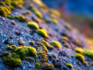 Preview wallpaper surface, moss, grass, close-up