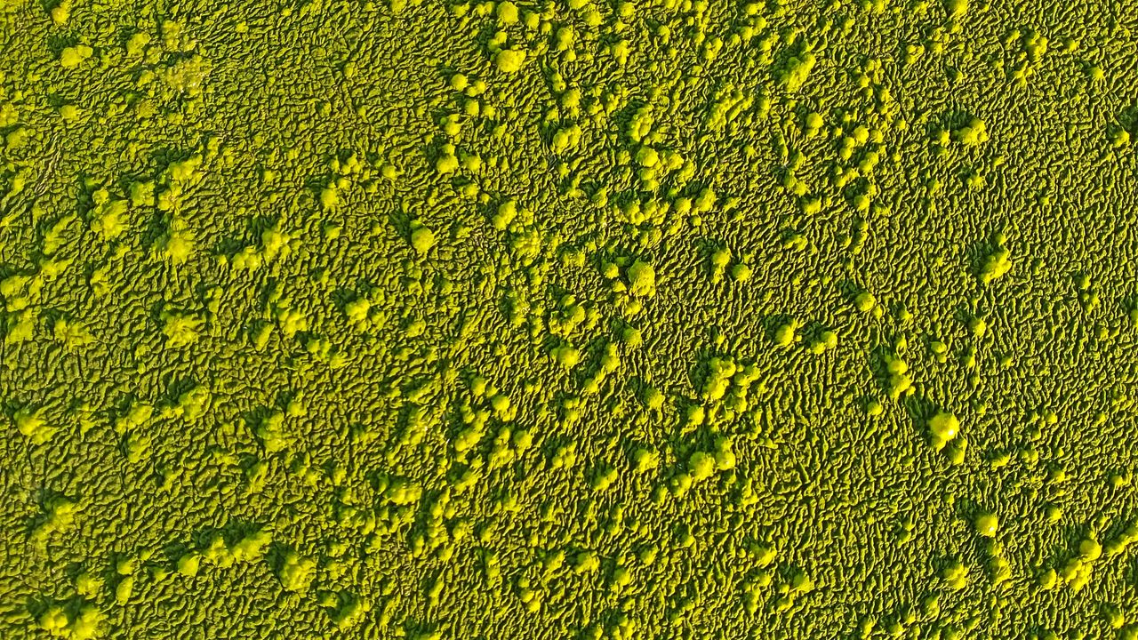 Wallpaper surface, rough, green, texture