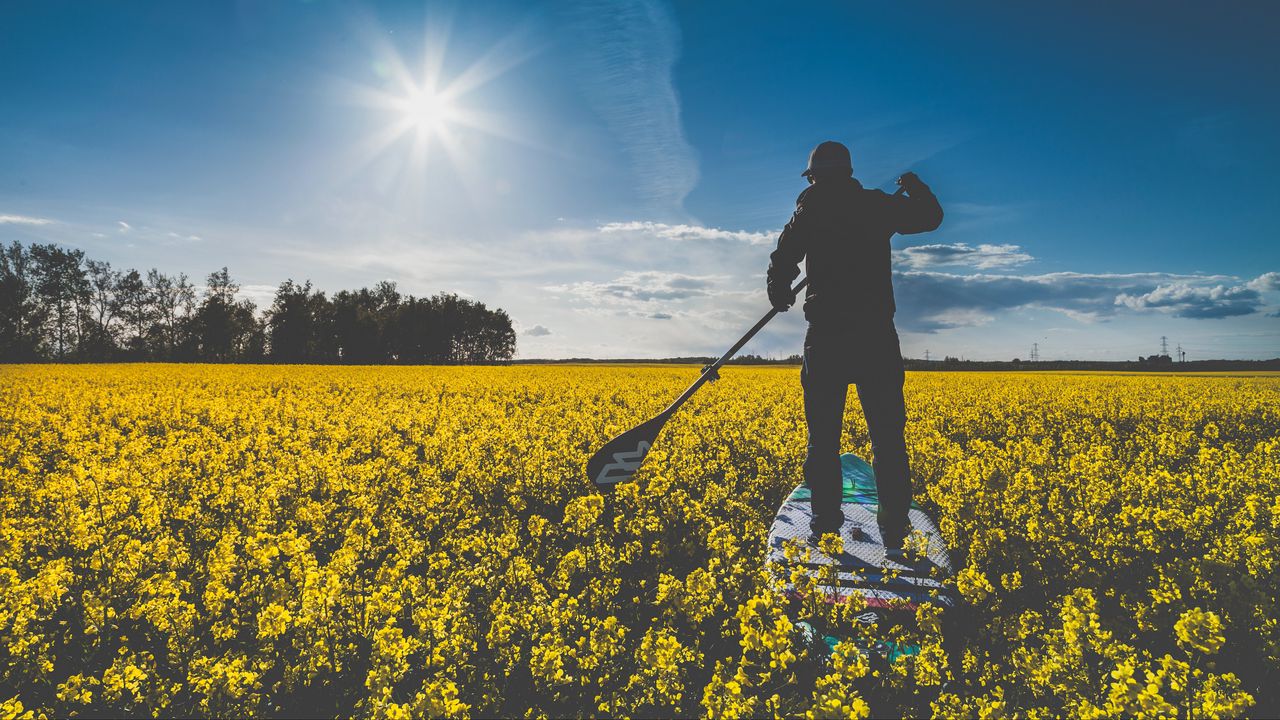 Wallpaper surfer, field, flowers, row, sunlight