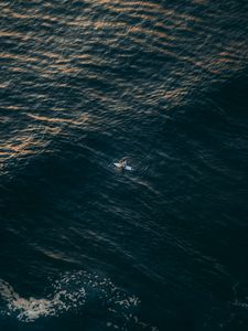 Preview wallpaper surfer, sea, aerial view, water, alone