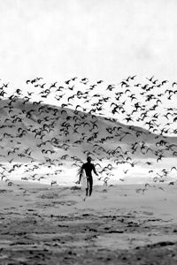 Preview wallpaper surfer, surfing, board, beach, birds, black and white