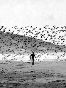 Preview wallpaper surfer, surfing, board, beach, birds, black and white