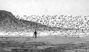 Preview wallpaper surfer, surfing, board, beach, birds, black and white