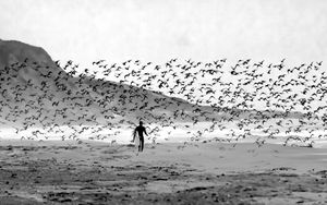 Preview wallpaper surfer, surfing, board, beach, birds, black and white