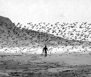 Preview wallpaper surfer, surfing, board, beach, birds, black and white