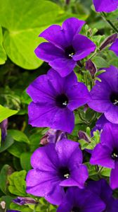 Preview wallpaper surfinia, flowers, petals, purple