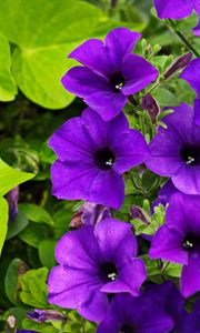 Preview wallpaper surfinia, flowers, petals, purple