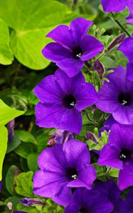 Preview wallpaper surfinia, flowers, petals, purple