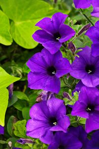 Preview wallpaper surfinia, flowers, petals, purple