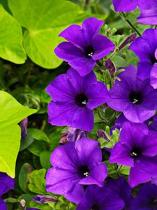 Preview wallpaper surfinia, flowers, petals, purple