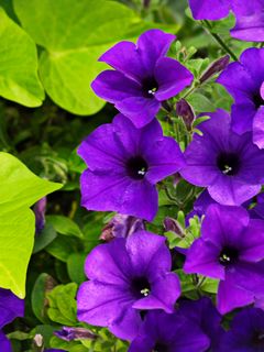 Download Wallpaper 240x320 Surfinia, Flowers, Petals, Purple Old Mobile ...